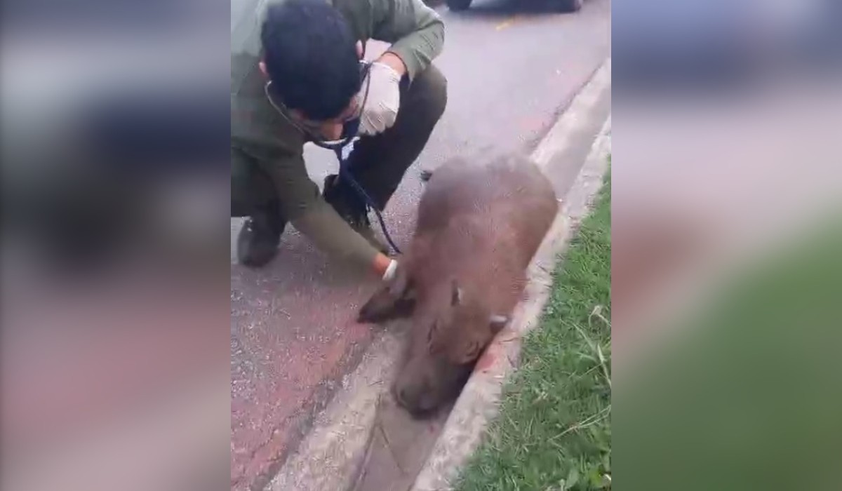 Capivaras morrem depois de serem atropeladas em Jundiaí