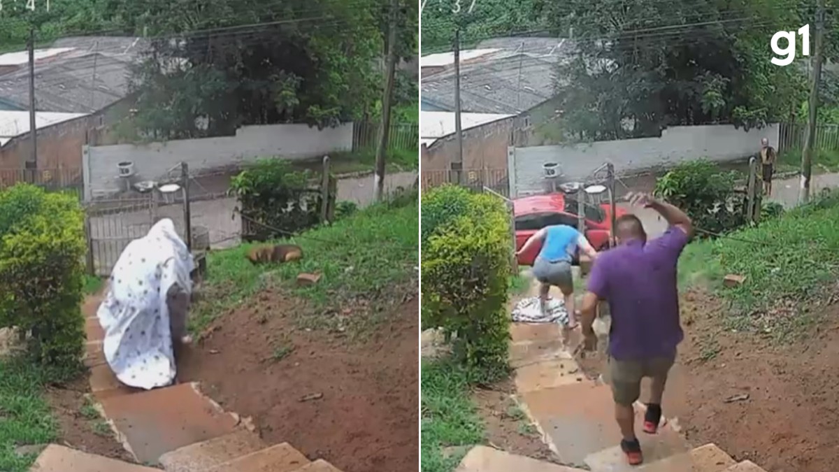 VÍDEO: Casal é atacado por enxame de abelhas ao tentar salvar cachorra no RS