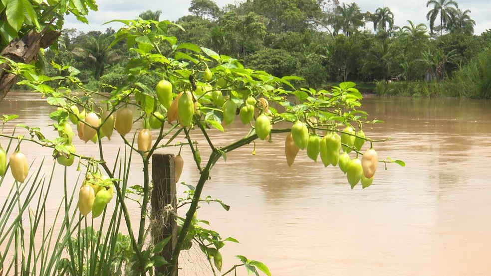 Cultivo foi atingido por cheia do Rio Acre — Foto: Reprodução Rede Amazônica
