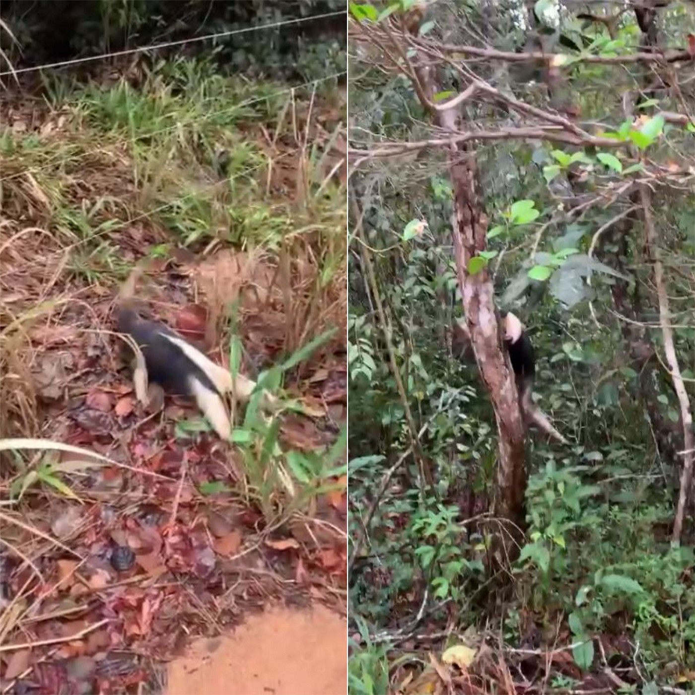 VÍDEO: Bombeiros resgatam tamanduá que estava em tela de quadra esportiva na Grande Natal