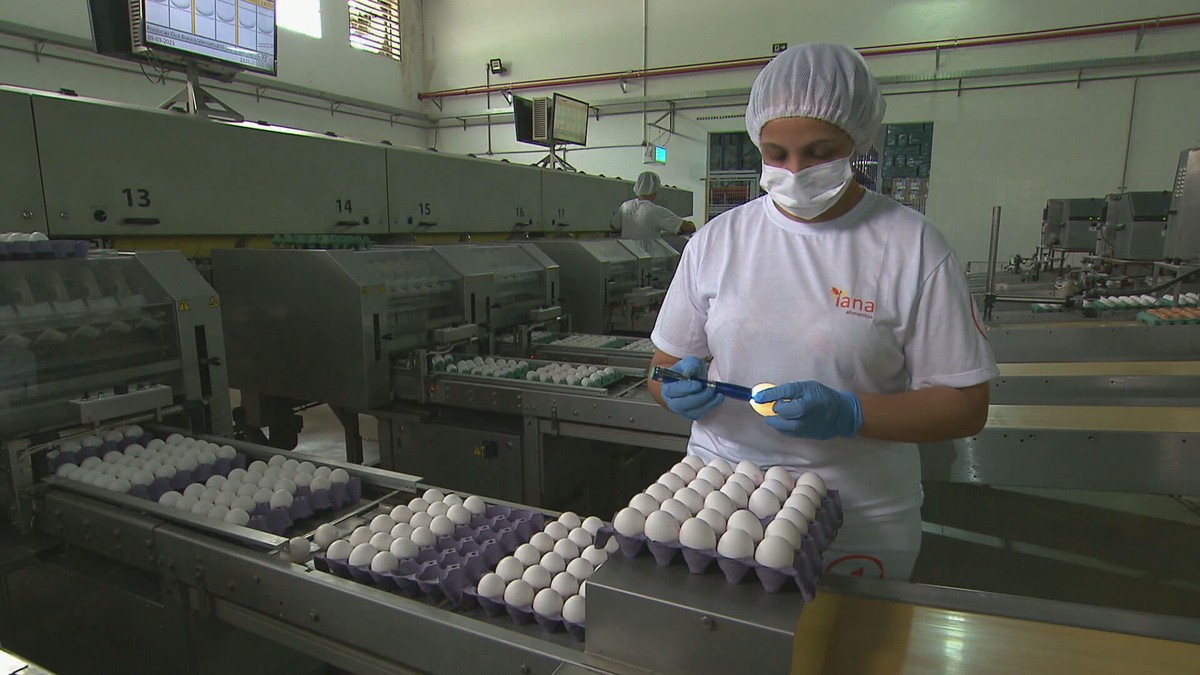 Egg prices are at the lowest price in 2 years on the domestic market and avian influenza boosts exports, points out Cepea-USP