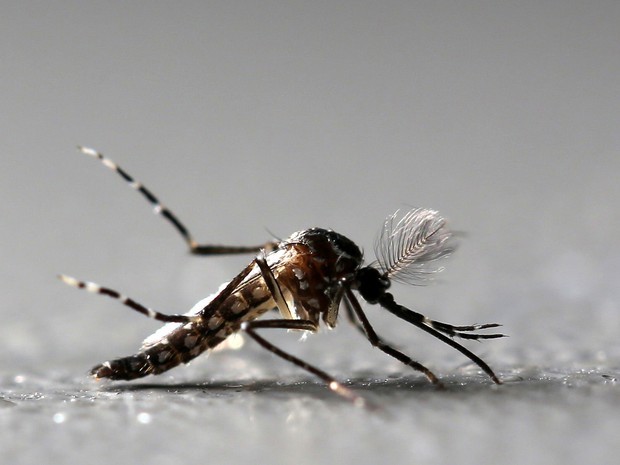 Paraná registra uma morte e mais de 8,4 mil novos casos de dengue em uma semana
