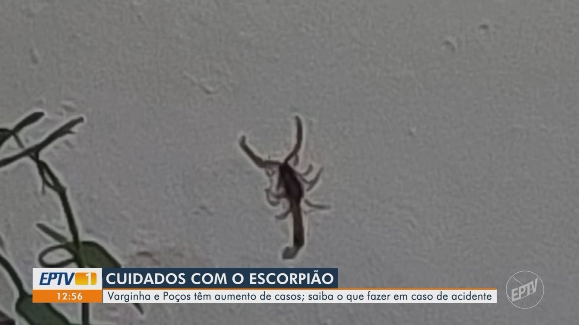 VÍDEOS: EPTV 1 Sul de Minas de quinta-feira, 9 de julho de 2026