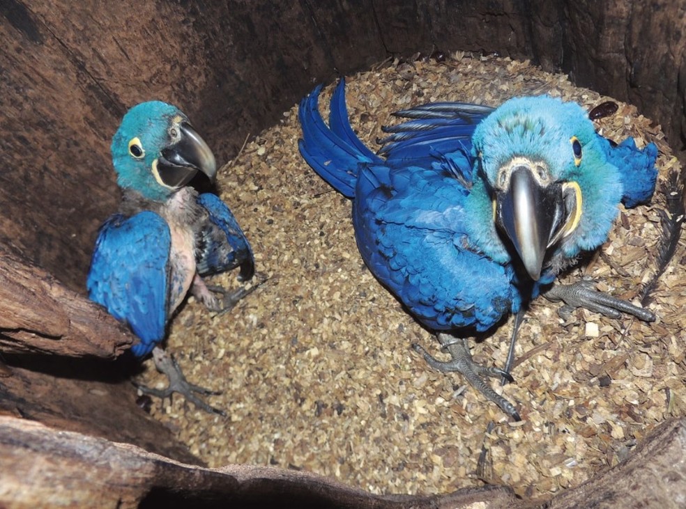 Pesquisa confirma a existência da arara-azul anã — Foto: Lucas Rocha