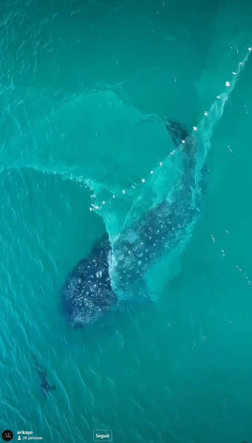 Tubarão-baleia escapa de rede de pesca em Arraial do Cabo: 'Imagem mais linda da vida', diz fotógrafo