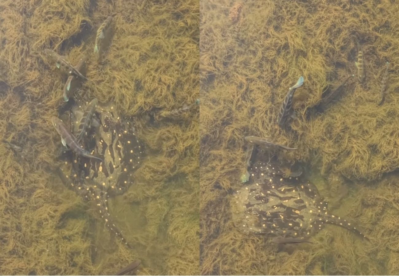 Arraias e peixes coloridos surpreendem moradores de Babaçulândia