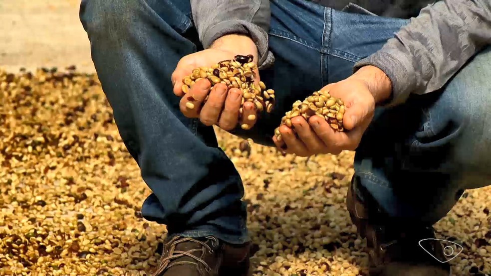 Produtores investem em novos tipos de café arábica para aumentar produtividade das plantações no Espírito Santo — Foto: Reprodução/TV Gazeta