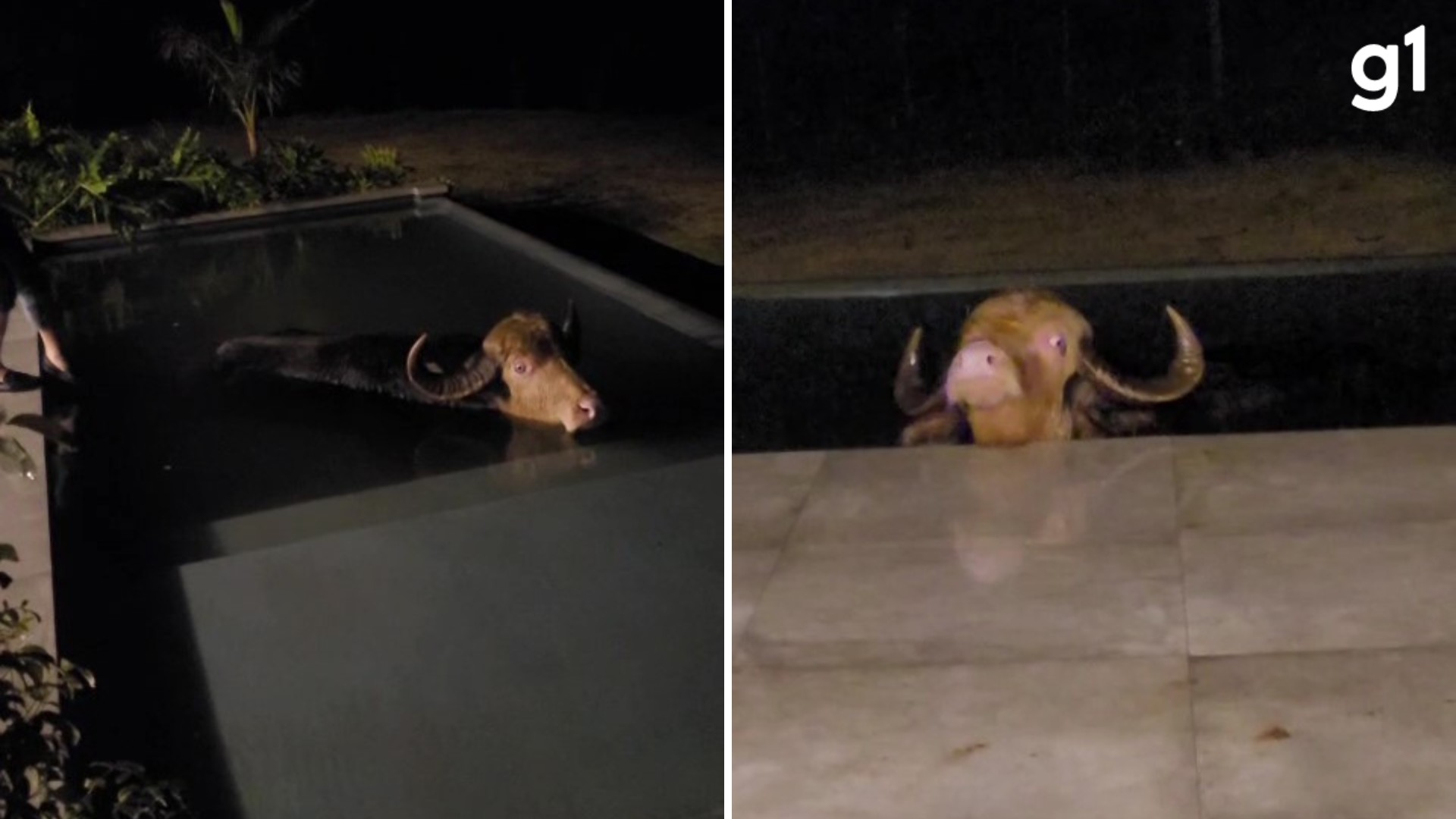 Búfalo de estimação invade piscina e passa sete horas 'relaxando' no Norte do RS