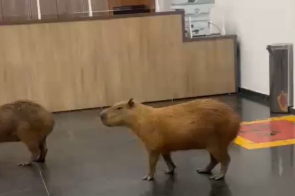 Os animais foram flagrados passeando pela recepção da ALMT — Foto: Reprodução