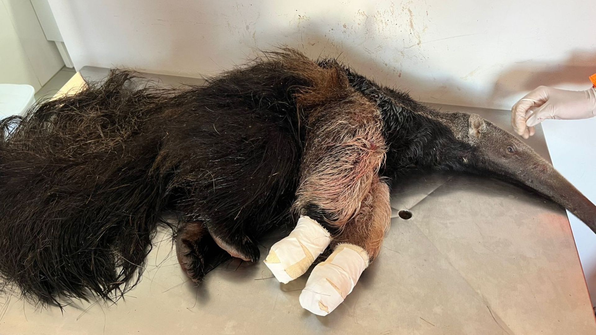 Filhote de tamanduá-bandeira é resgatado após ataque de cães em MG