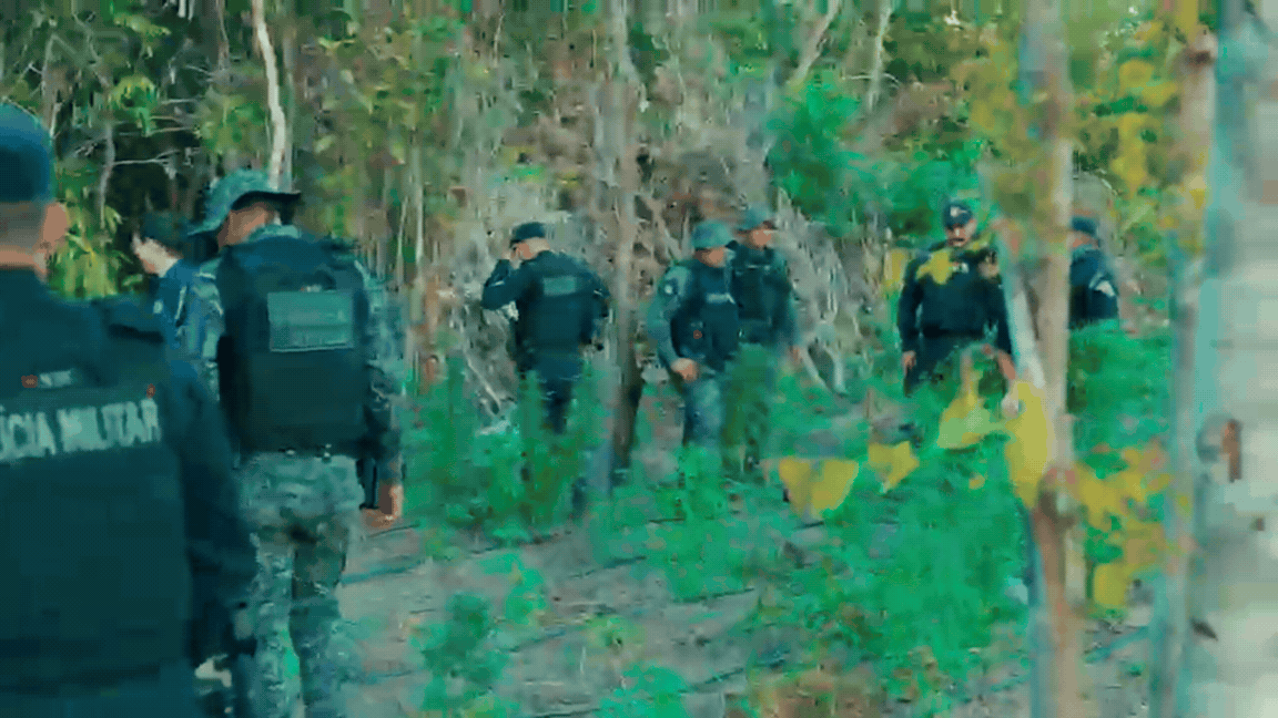 Traficantes invadem fazenda e polícia encontra mais de 5 mil pés de maconha em MT; vídeo
