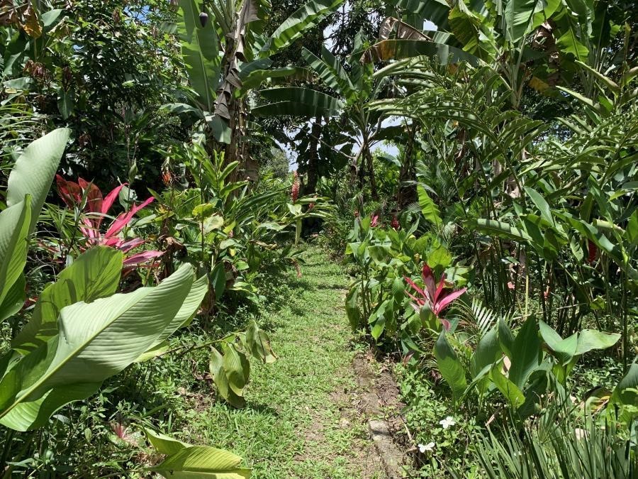 Plano ABC+ Alagoas enfrenta crise climática e ajuda na conservação ambiental 