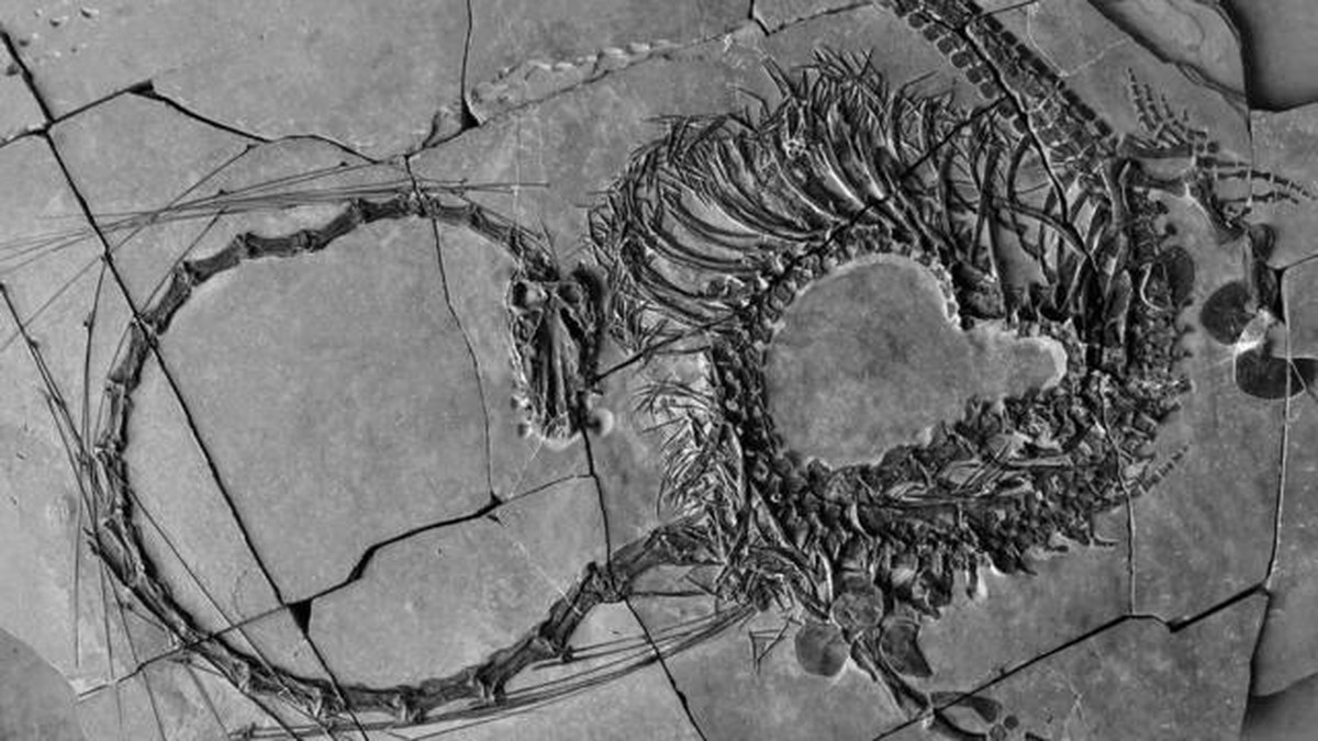 Fossil revela un «dragón» de 240 millones de años.  Ciencias
