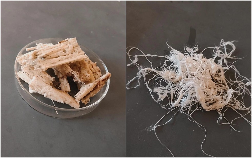 O bagaço de cana-de-açúcar antes e depois de passar pelo processo de transformação em tecido — Foto: Arquivo pessoal/ Gabrielle Rosa Silva