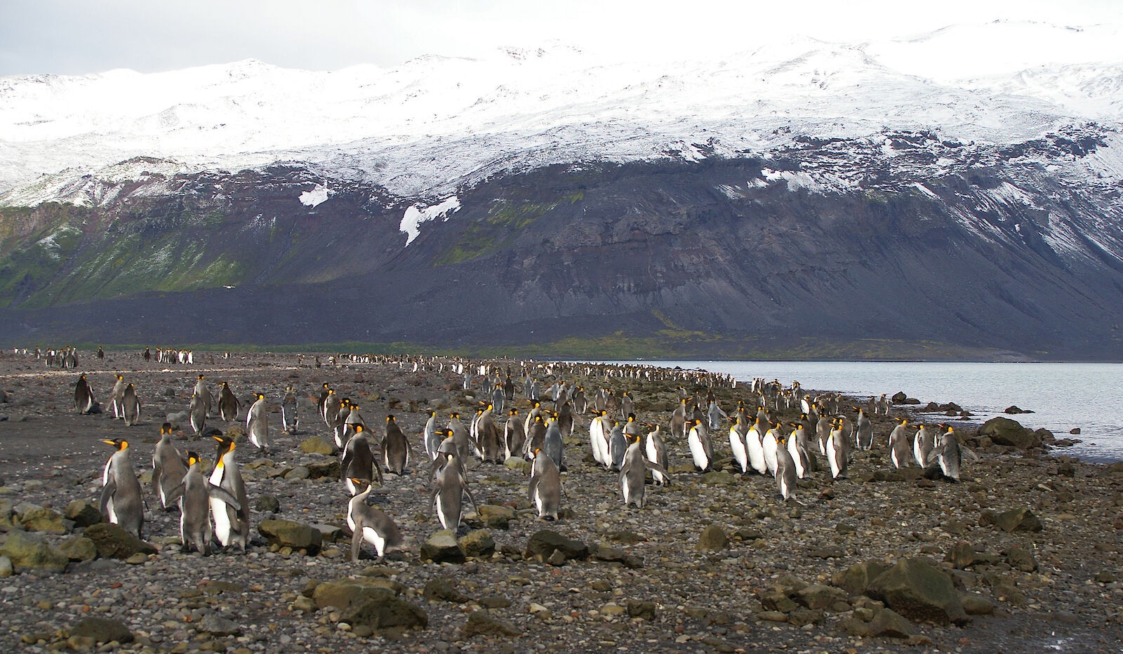 Trump impõe tarifas contra ilha sem habitantes e povoada por pinguins e focas