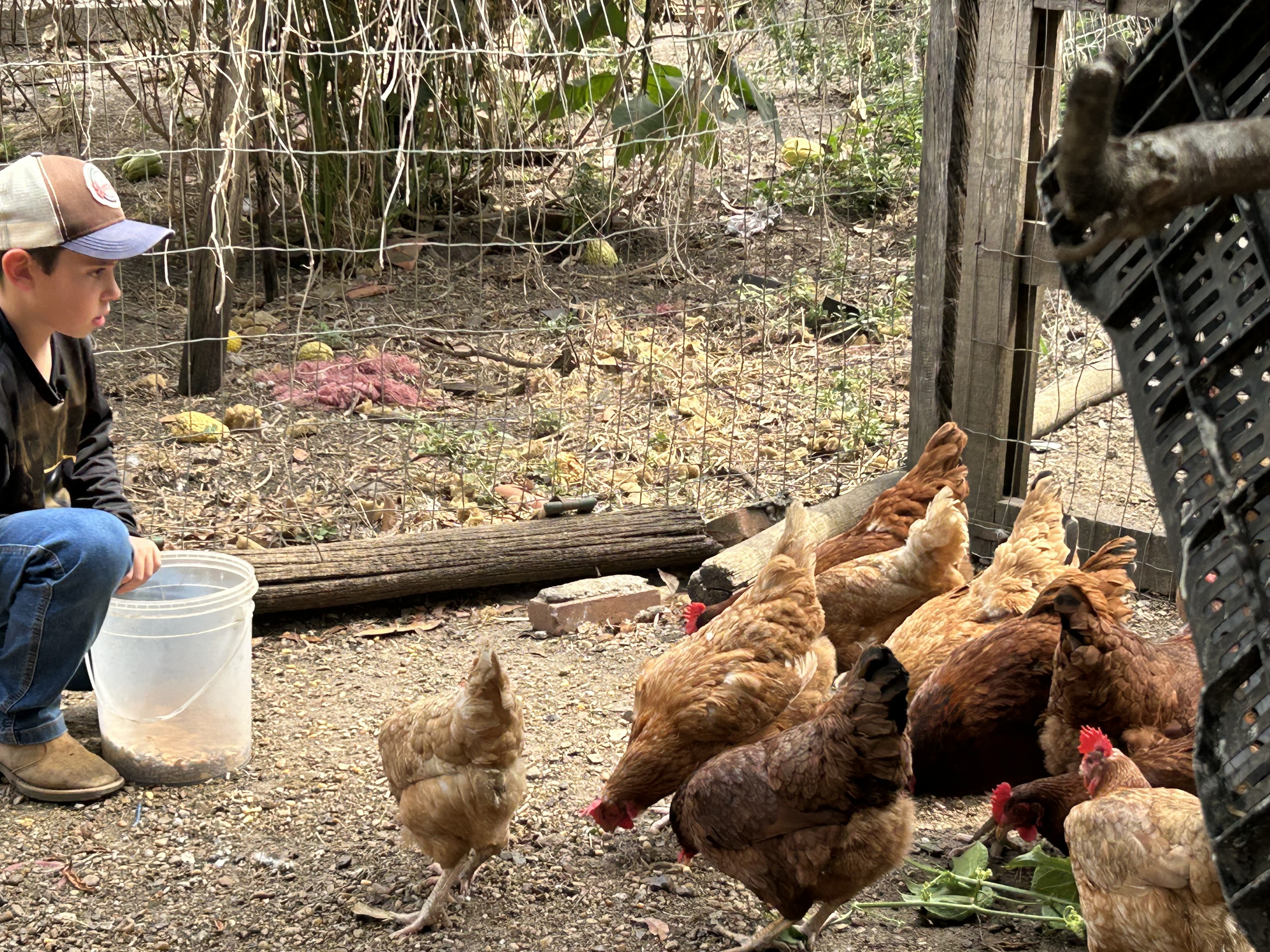 Paixão pelo agro: empreendedor mirim cria galinhas, investe em granja doméstica e ‘administra’ fazenda realista nos games