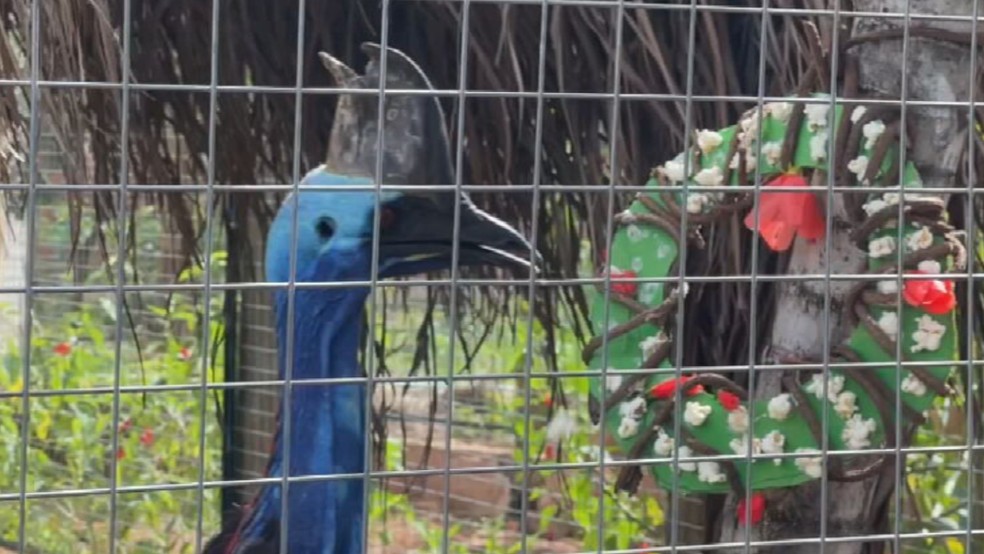 Animal ao lado de guirlanda feita com pipocas no Zoobotânico em Rio Preto (SP) — Foto: Reprodução/TV TEM