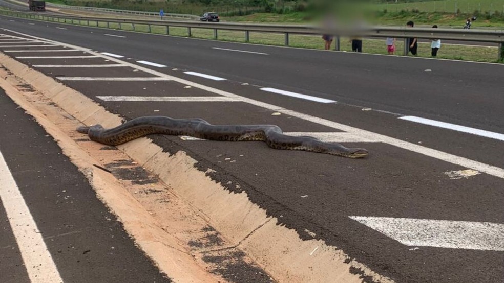 VÍDEO: cobra sucuri de de quase 5 metros é flagrada por moradores às margens de rodovia no interior de SP — Foto: WhatsApp/Reprodução