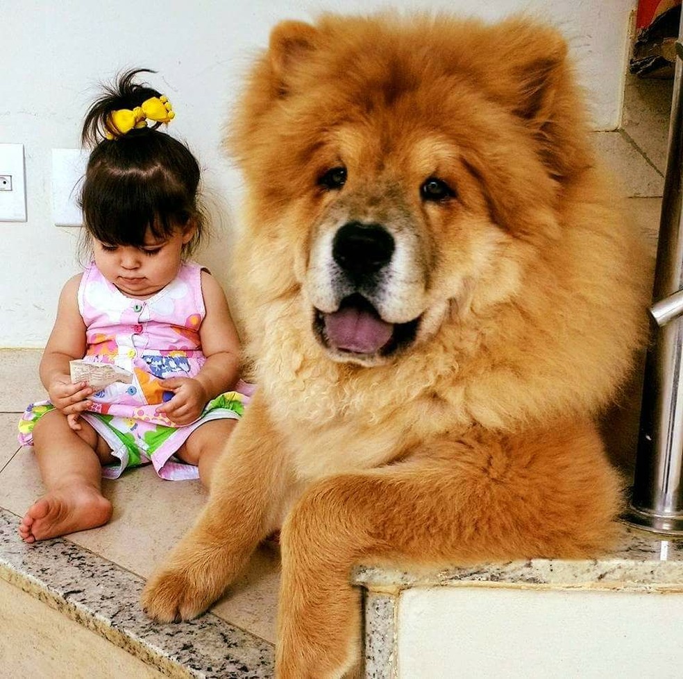 Chow chow enorme top
