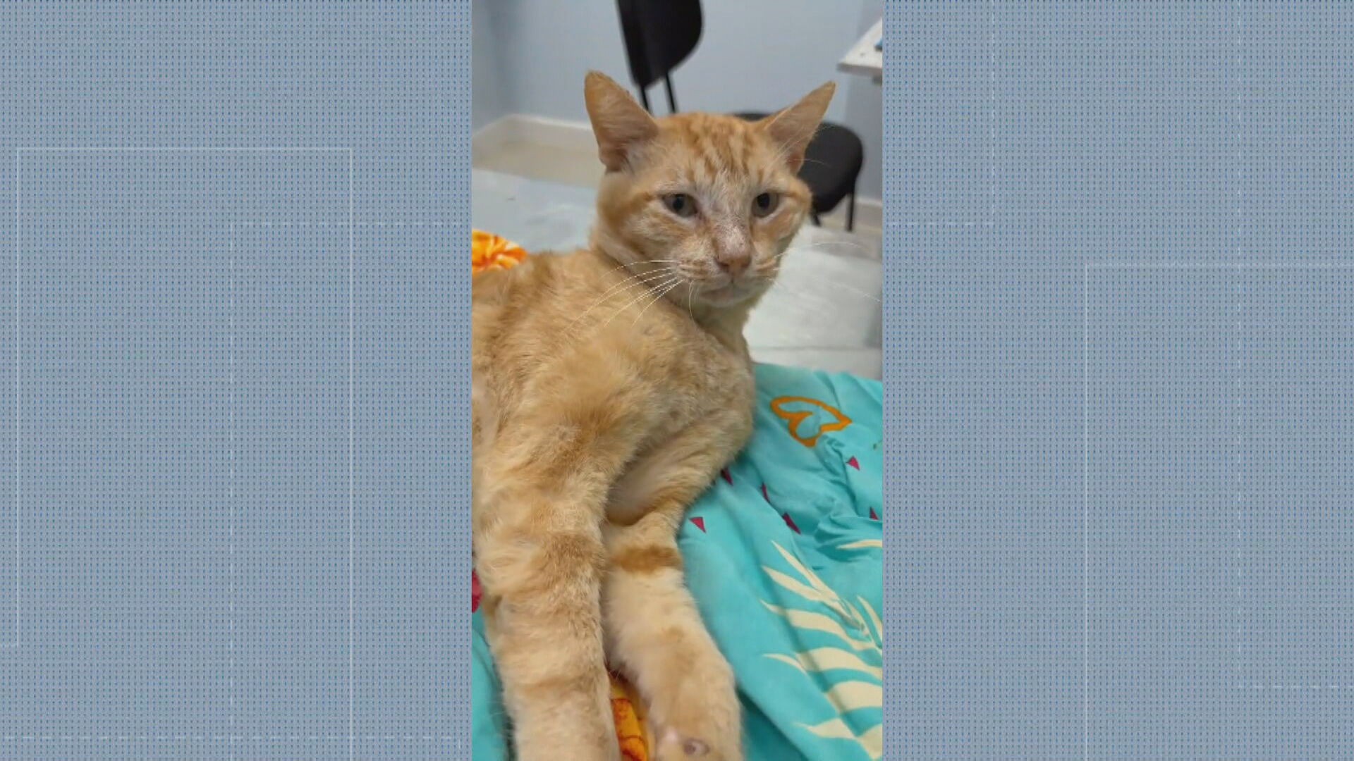 Gato é baleado com chumbinho em Vargem Pequena e corre risco de perder os movimentos, diz protetor
