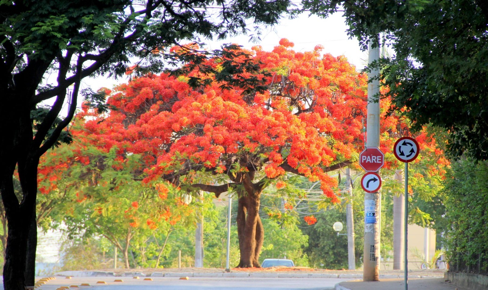 Flamboyants florescem e transformam paisagens no Norte de Minas; veja fotos