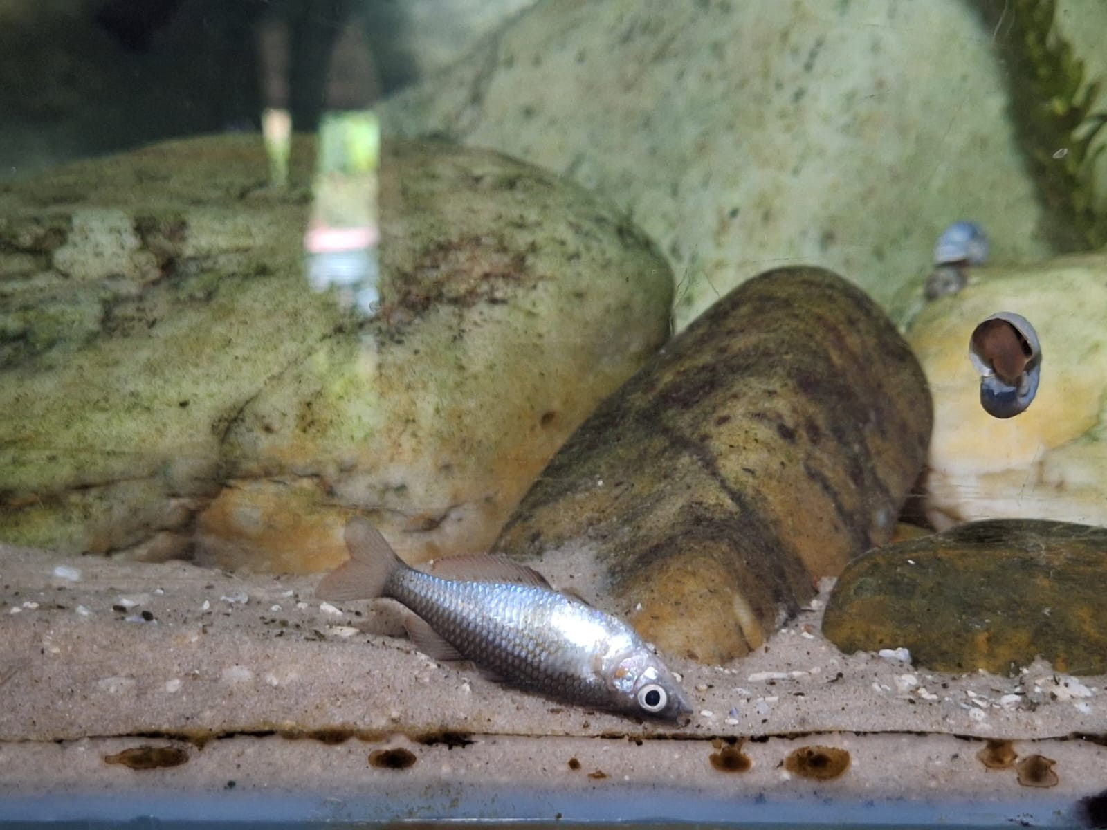 Mais de 200 peixes morrem devido à falta de energia em casa na Grande SP