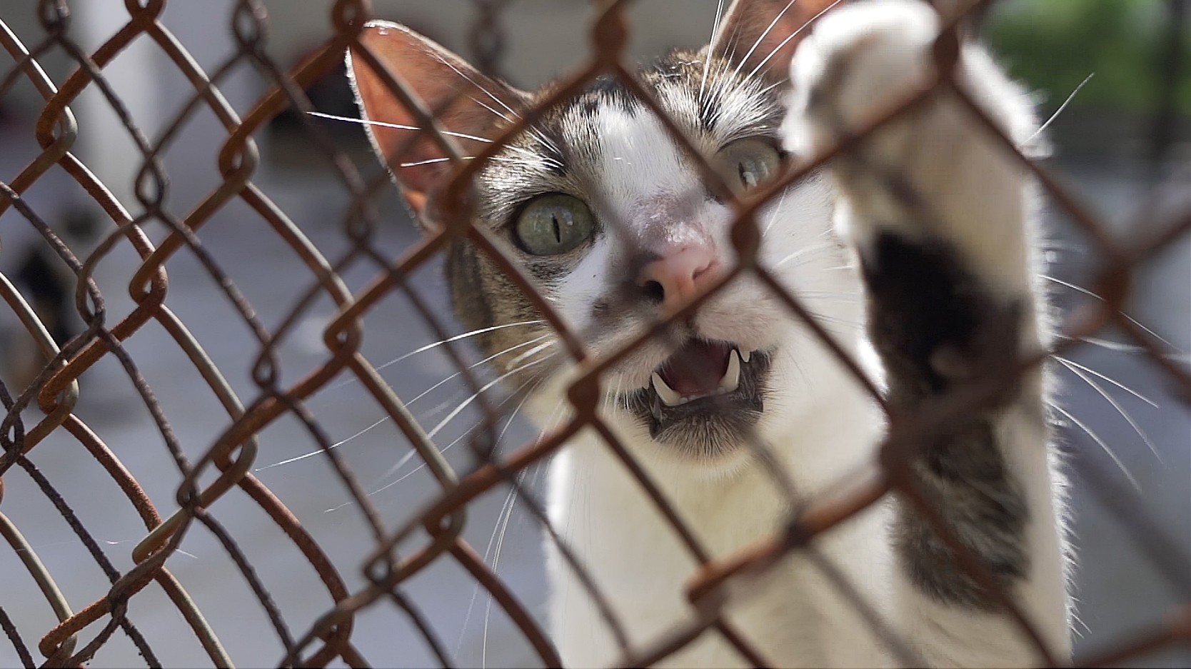 Você Não Tá Convidada pro Meu Bat Mitzvá!