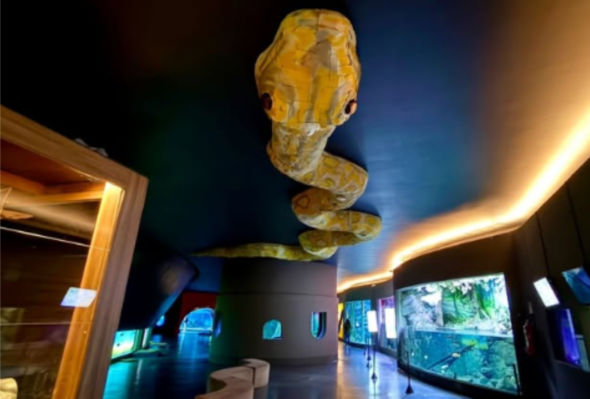 Capitu: píton gigante de papelão vira nova atração no Bioparque Pantanal em Campo Grande