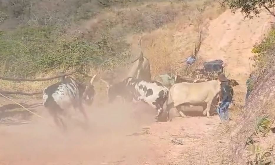 VÍDEO: Carro de bois se desprende em subida de morro e tomba no interior de MG