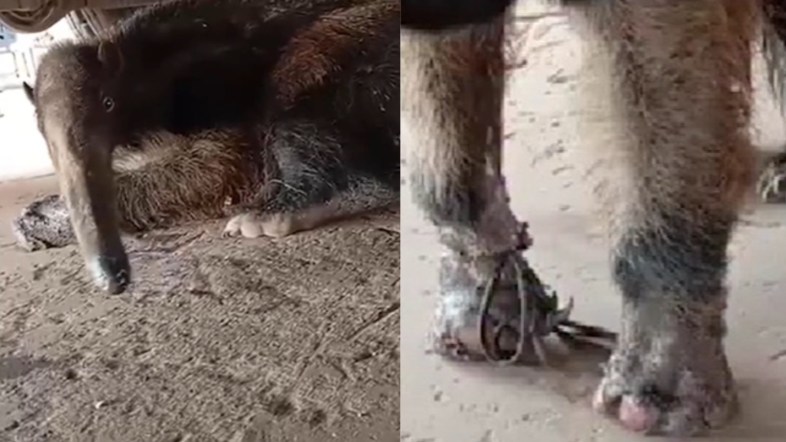 Tamanduá-bandeira tem patas queimadas durante incêndio em Uruçuí 