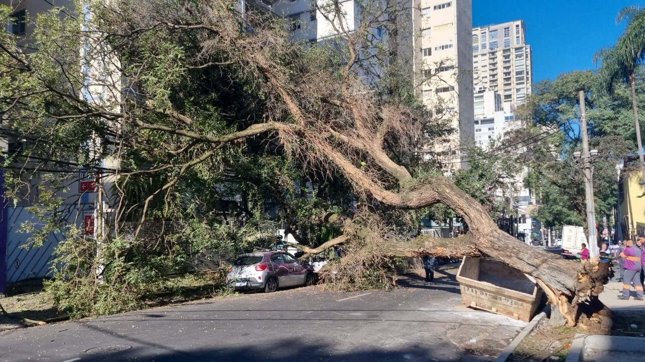 Árvore enorme cai na Rua Haddock Lobo, atinge fiação e deixa 700 imóveis sem luz no Jardim Paulista, na Zona Oeste de SP