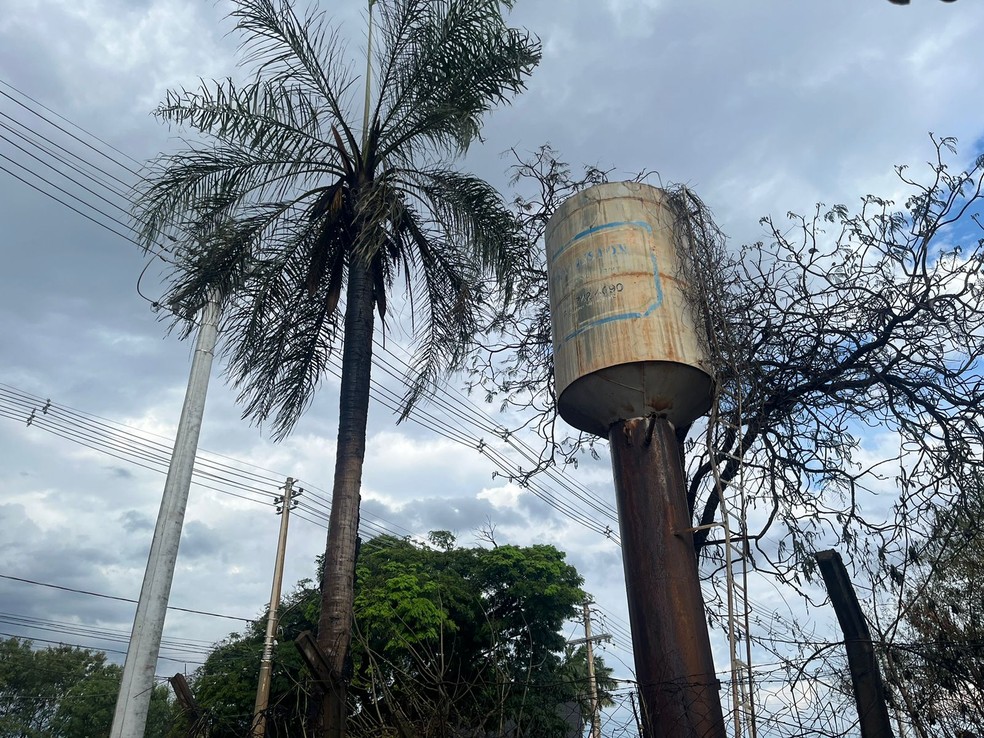Coqueiro ficou marcado pelas chamas — Foto: Débora Ricalde