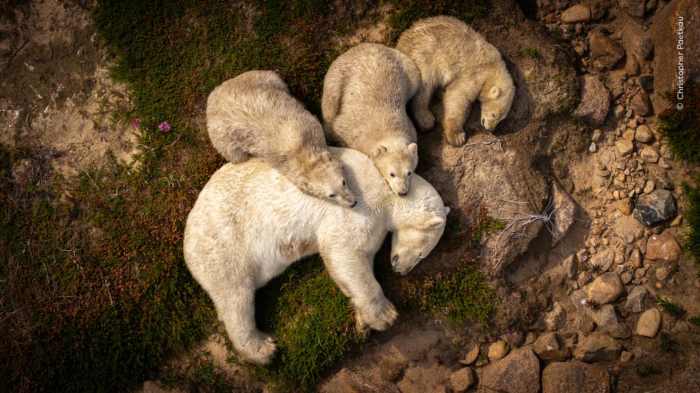 Uma ursa-polar e seus três filhotes descansam durante o verão no norte do Canadá. — Foto: Christopher Paetkau – Wildlife Photographer of the Year – People’s Choice Award 2026