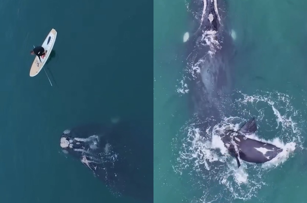 VÍDEO: homem em prancha solta baleia presa em rede de pesca em SC; Ibama apura conduta