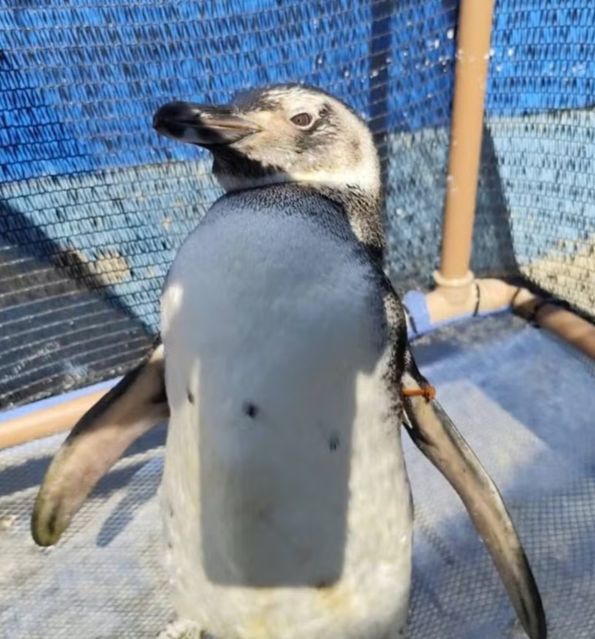 Saiba por que os pinguins-de-Magalhães aparecem nas praias de Angra dos Reis e Paraty