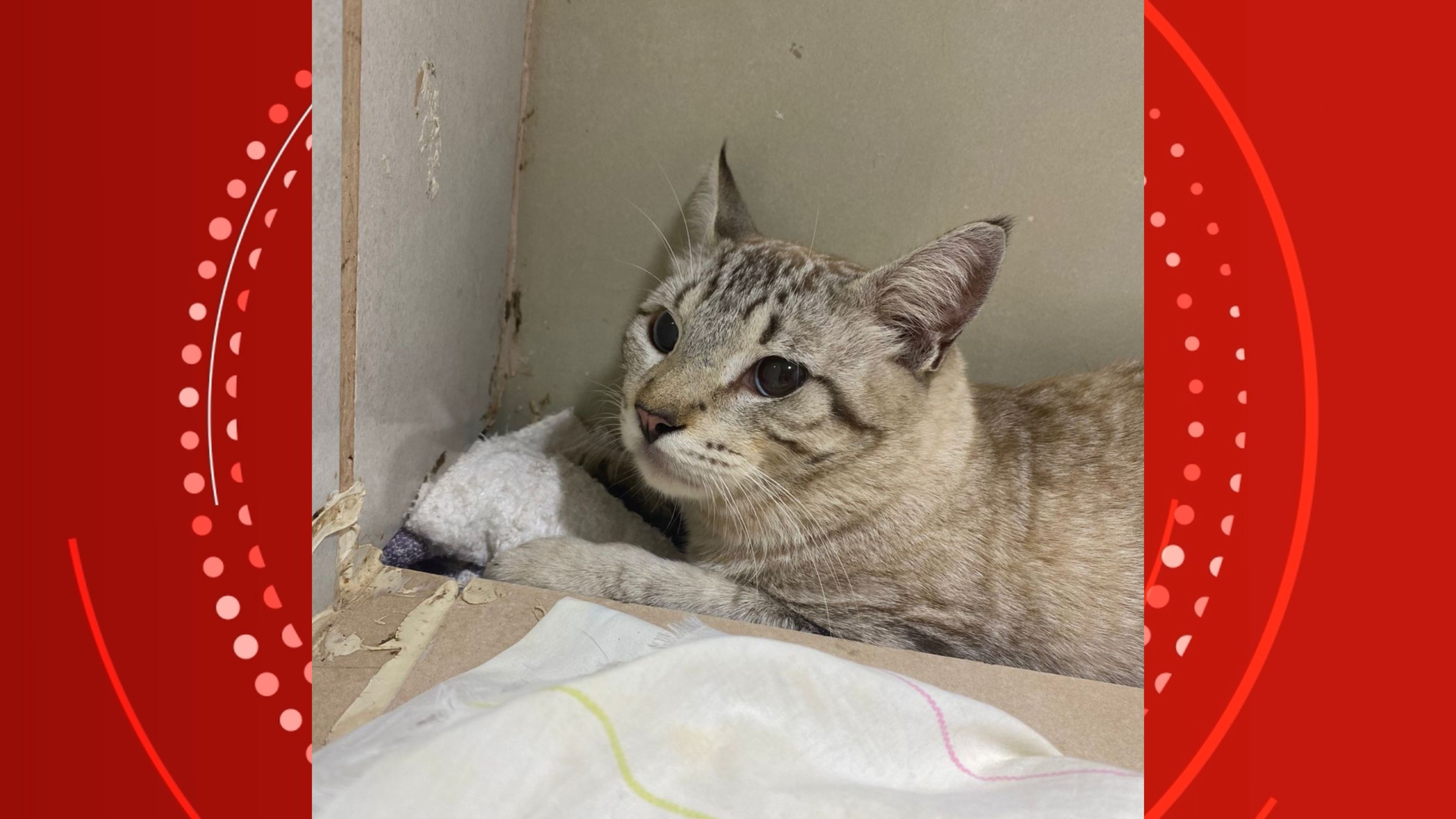 Gato é baleado com arma de pressão e fica com projétil alojado na pata em Porto Velho