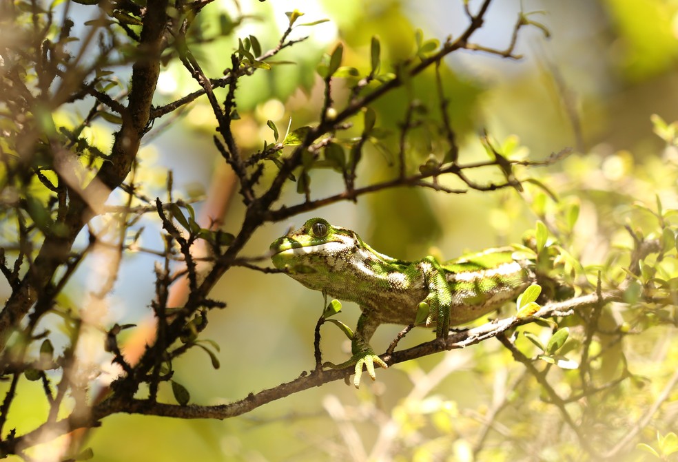 Invisível no verde: Lagarto neozelandês se camufla entre folhas. — Foto: Jonathan Goldenberg