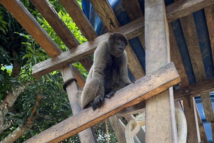 Macacos presos com cordas e pedaços de ferro são resgatados de chácara no AM