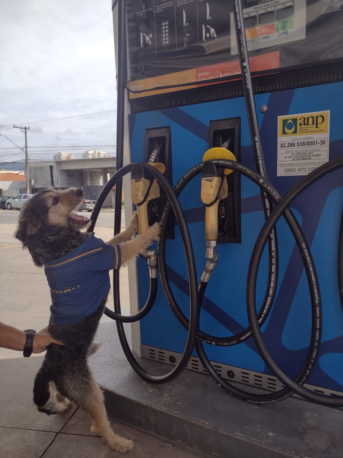 Cachorro vira ‘funcionário’ de posto de combustível na Grande SP e ganha uniforme