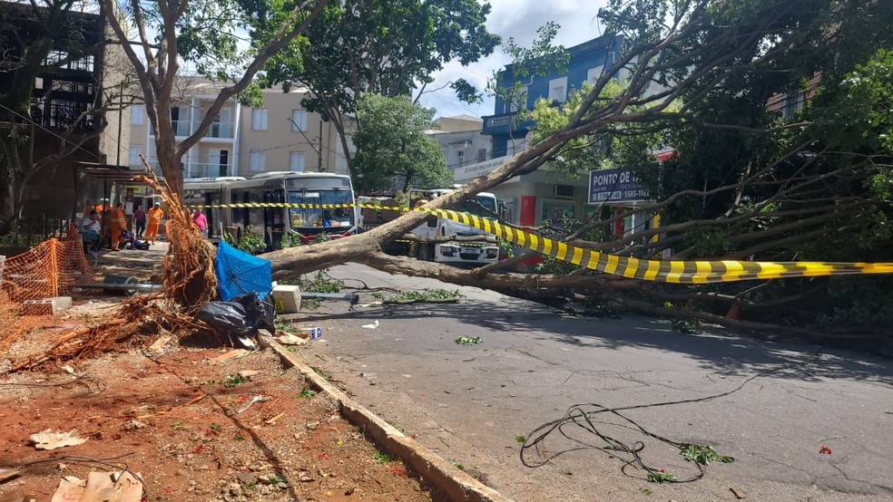 Árvore caiu na Praça da Árvore, na Zona Sul de SP. — Foto: Arquivo pessoal