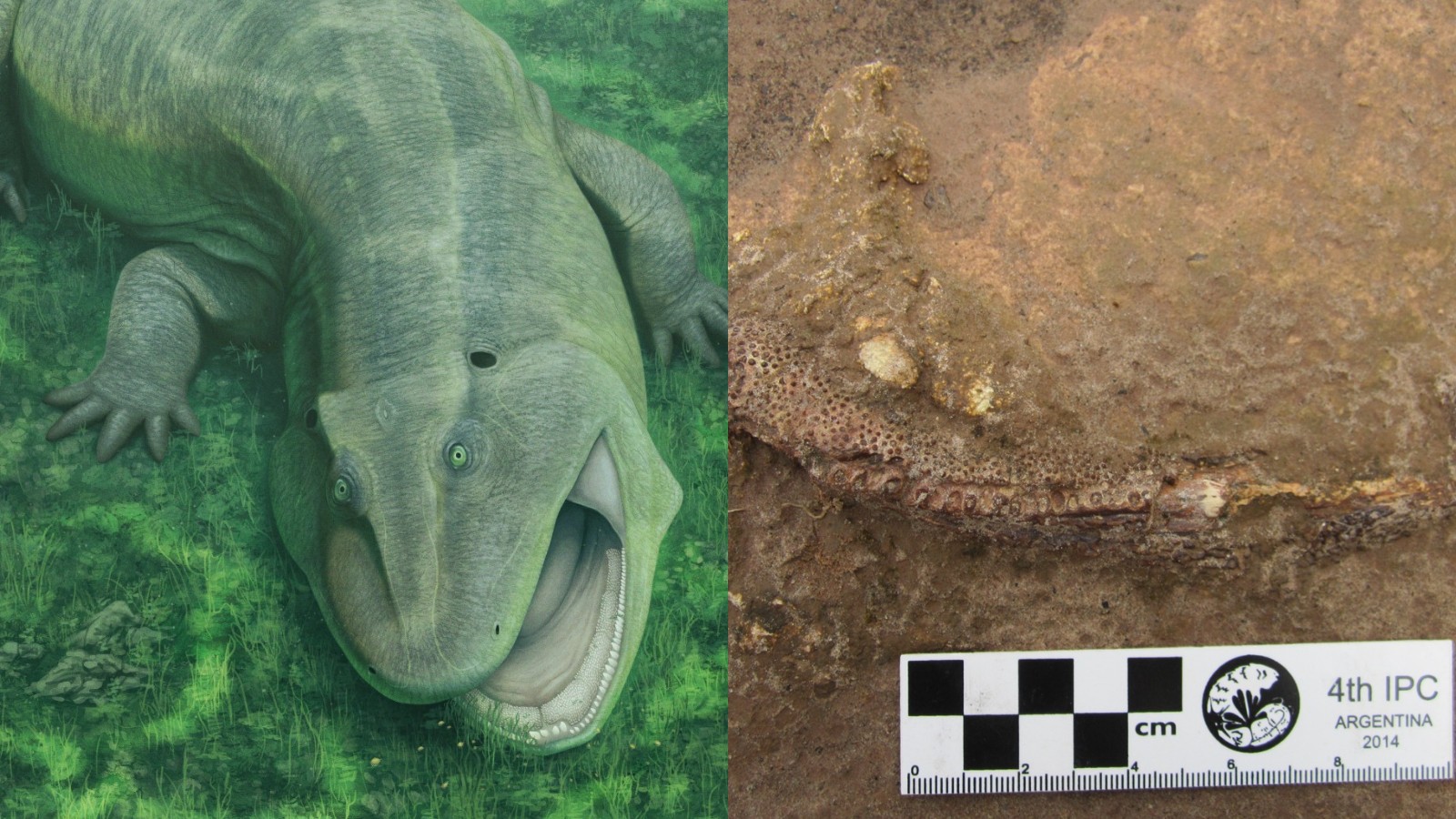 Espécie de anfíbio descoberta através de fósseis localizados no PI viveu na Terra antes dos dinossauros