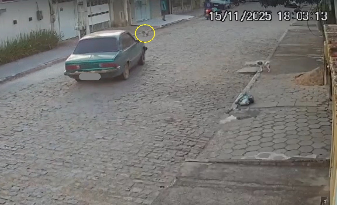 Cachorro morre atropelado após motorista fazer cavalo de pau em Campos; vídeo