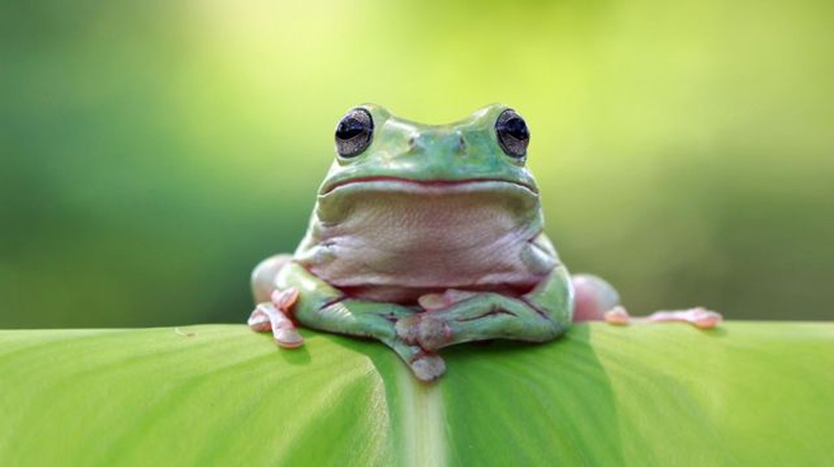 Exemplo De Animais Que Se Adaptaram Por Meio Da Flutuabilidade