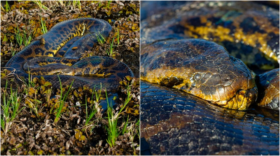 Dia da Cobra: veja aparições impressionantes da maior serpente do Brasil 