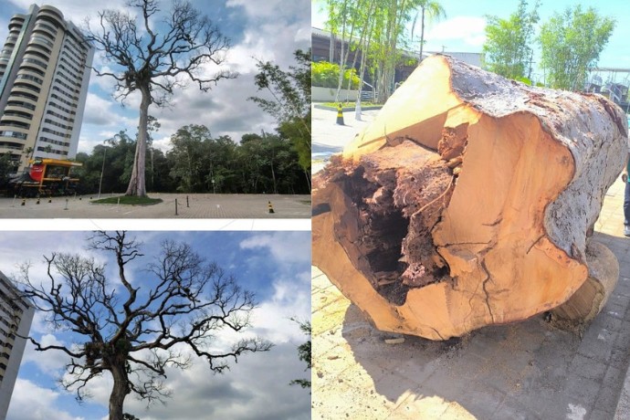 Corte de árvore centenária na Ponta Negra gera debate e repercussão em Manaus