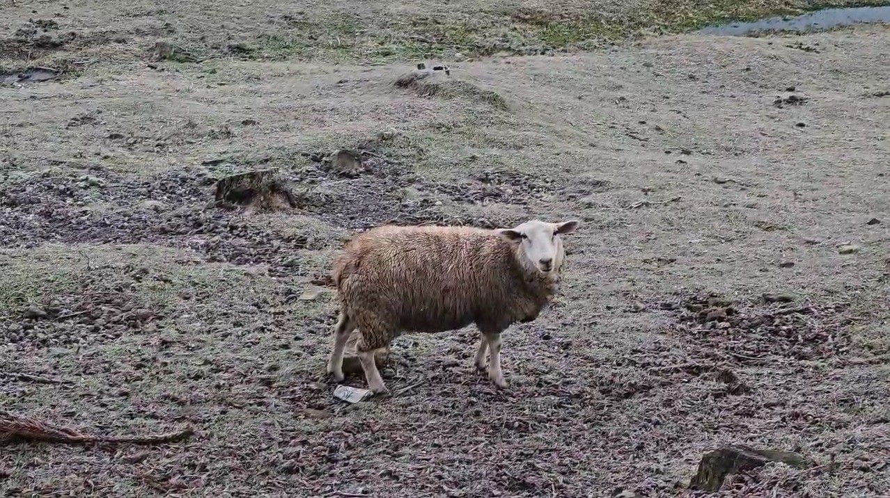 Frio domina o RS: 29 cidades registram temperaturas negativas nesta quarta-feira; veja a previsão do tempo