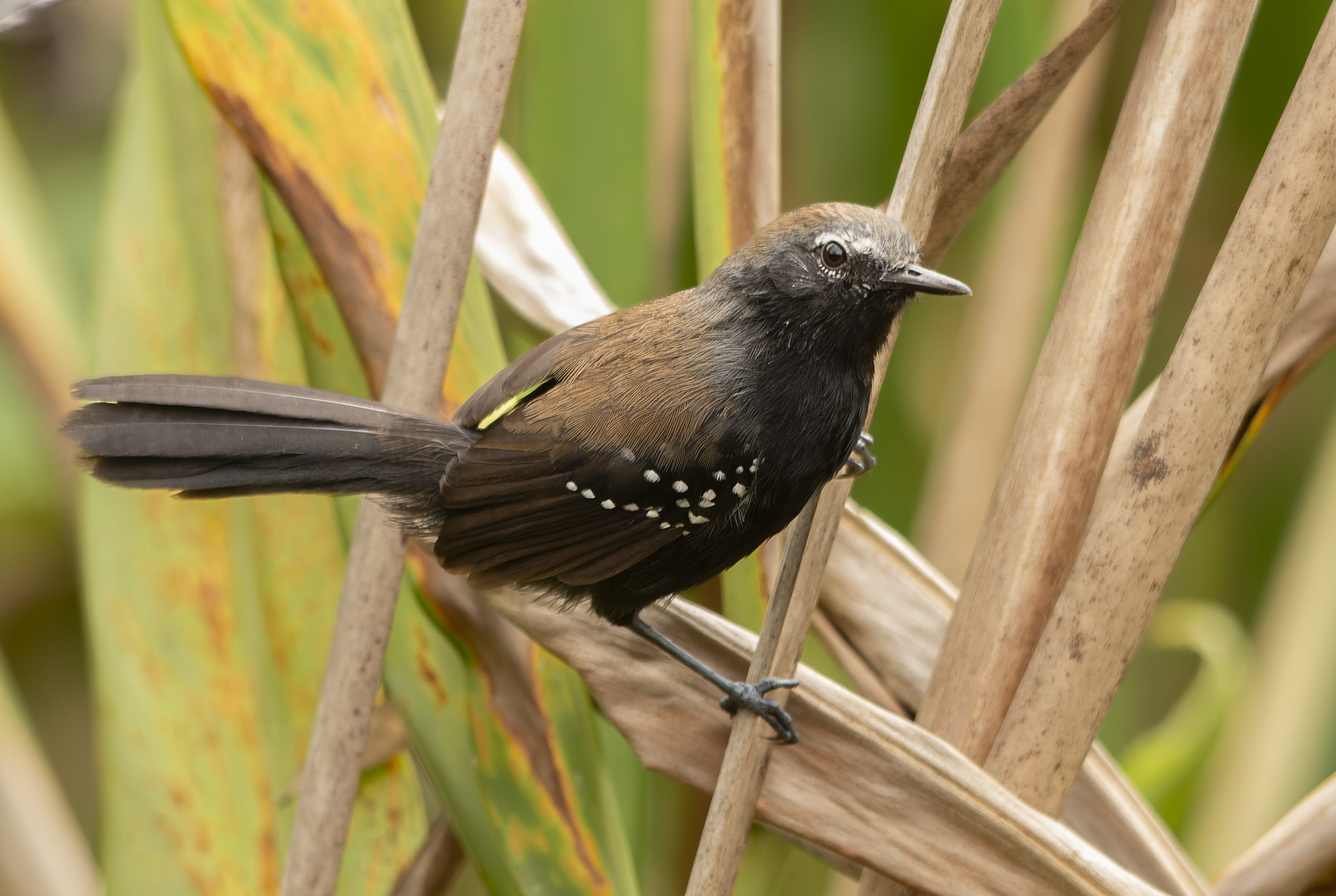 Suzano allocates around 40% of its areas to conservation in the Paraíba Valley