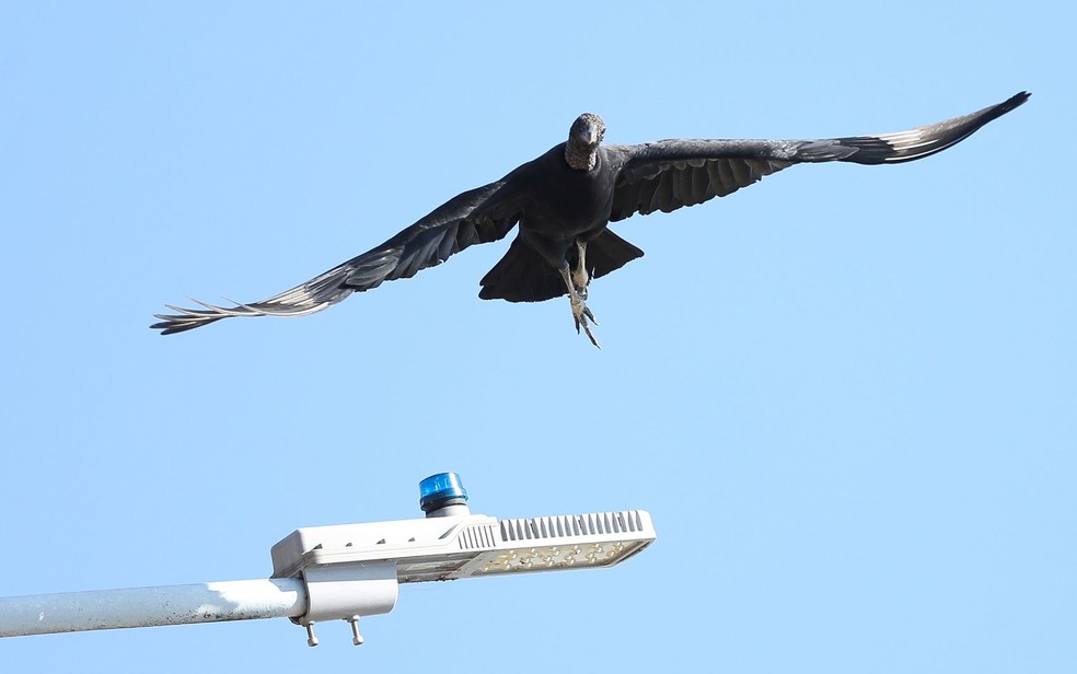 Entenda o que é bird strike e os riscos em Goiânia, Goiás — Foto: José Cruz/Agência Brasil