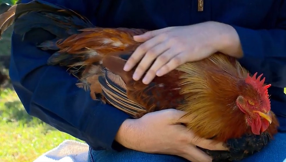 Galinha passou por caso raro de reversão sexual no Rio Grande do Sul — Foto: RBS TV/Reprodução