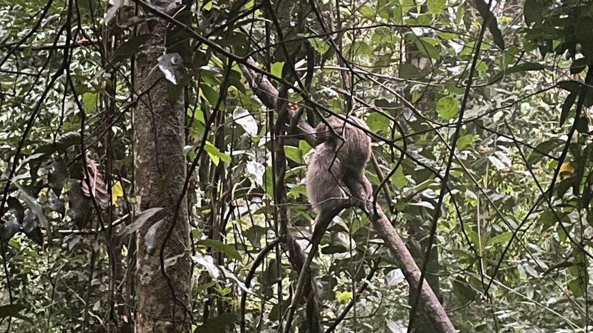 Vídeo flagra mãe e filhote de ouriço-cacheiro no Parque Nacional da Tijuca